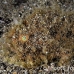 frogfish_hairy_ta_hsb_r_h_0365_kom5353.jpg